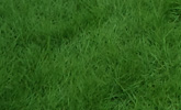 australian grass turfing