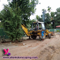 gardening sri lanka landscaping turfing grass lawn