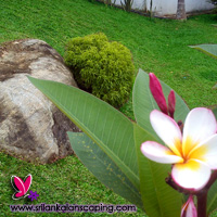 gardening sri lanka landscaping courtyard
