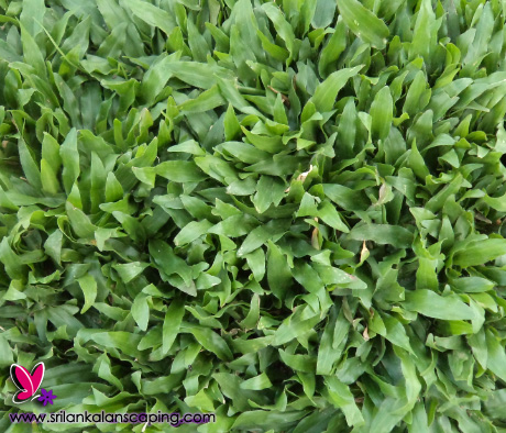 malayasian grass in sri lanka pearl grass
